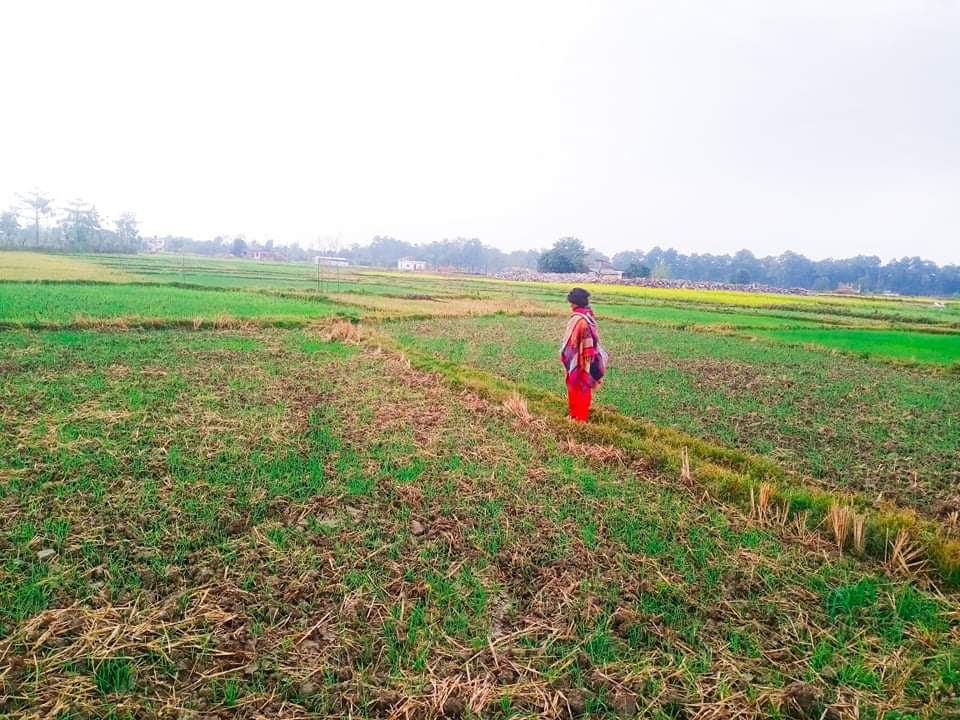 वर्षाले किसान खुसी 