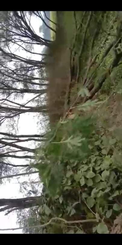 काँग्रेसबाट निर्वाचित वडा अध्यक्षको मिलोमतोमा अनुमती विना रुख कटान 