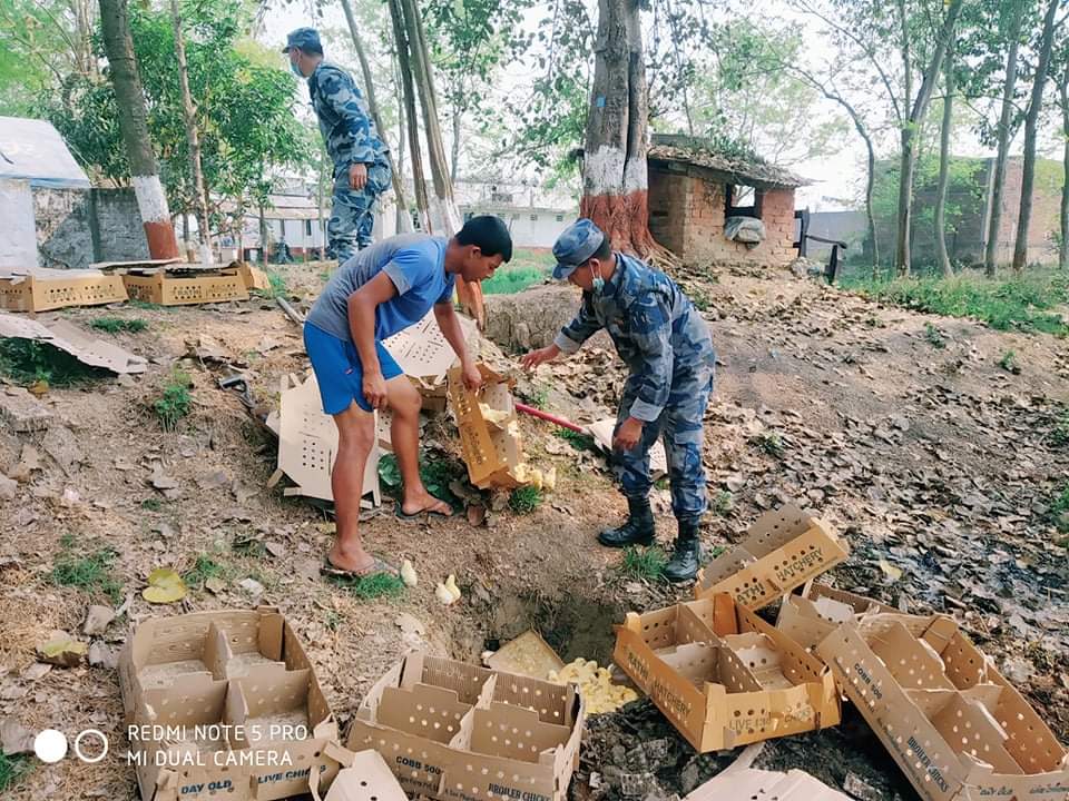 सशस्त्र प्रहरी द्वारा अबैध चल्ला नष्ट