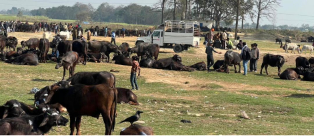 राँगा तस्करीमा सशस्त्र प्रहरीको रहस्यमय मौनता