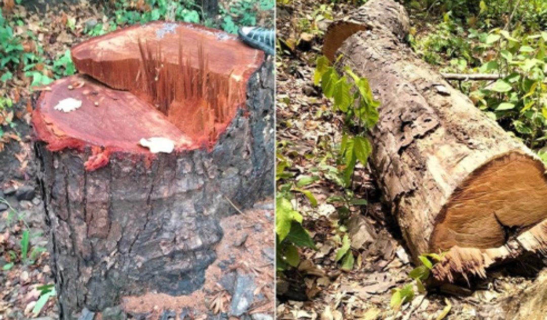 अवैध रुख कटानीका घटना लुकाउन बन कार्यालय आफै लागेको छ